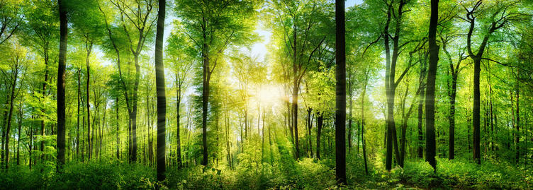 Bild vergrößern: Wald Panorama mit Sonnenstrahlen